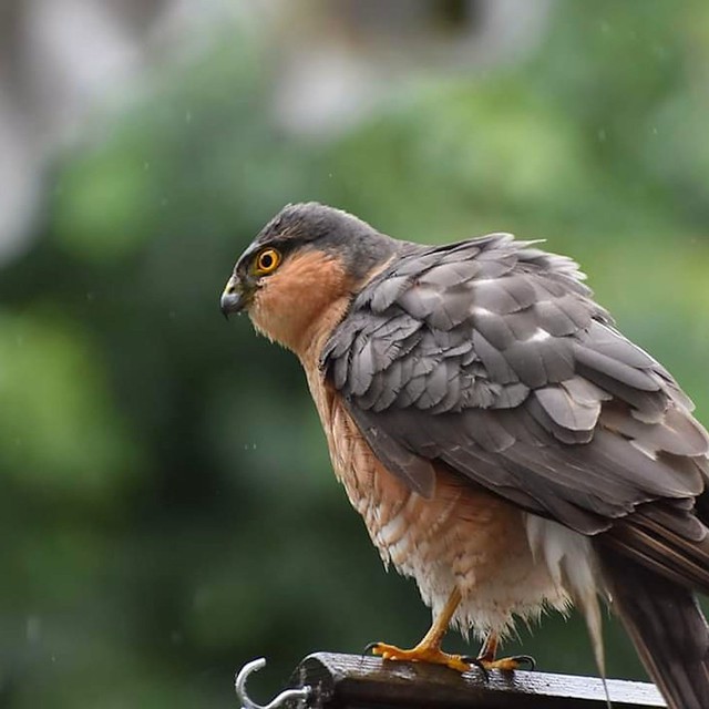 Sparrowhawk taking a rain check