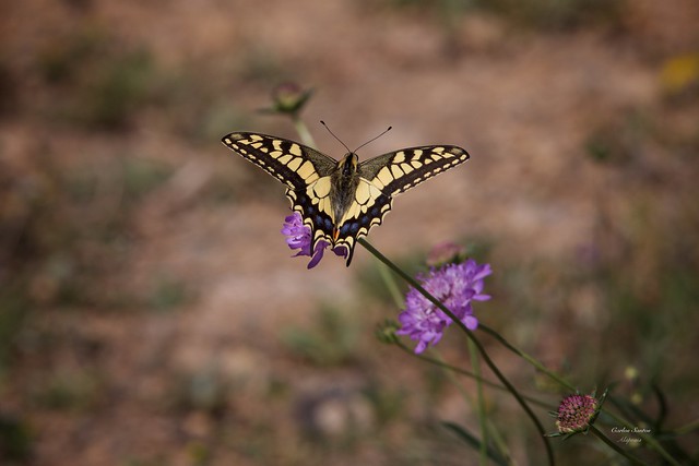 Borboleta Cauda de Andorinha (Papilio machaon) - On Explore