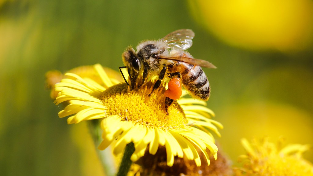 Western honey bee.  Apis mellifera Linnaeus, 1758 - Honingbij.