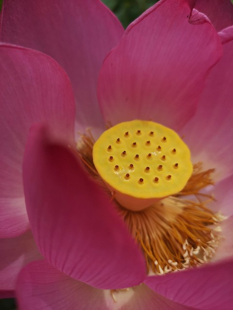 Lovely Lotus