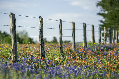 independence texas usa washingtoncounty bluebonnets colorful countrflowers fence field flowers image indianpaintbrush intimatelandscape landscape outdoors photo photograph spring wildflowers f35 mabrycampbell april 2020 april12020 20200401campbellh6a6376 200mm ¹⁄₁₆₀₀sec iso100 ef200mmf28liiusm