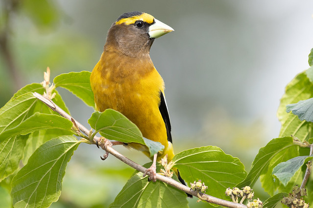 Evening Grosbeak