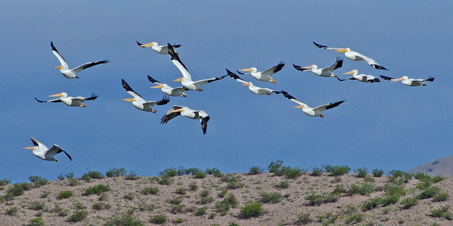 White Pelicans (Pelecanus erythrorhynchos).  Bosque del Apache National Wildlife Refuge, New Mexico, USA.