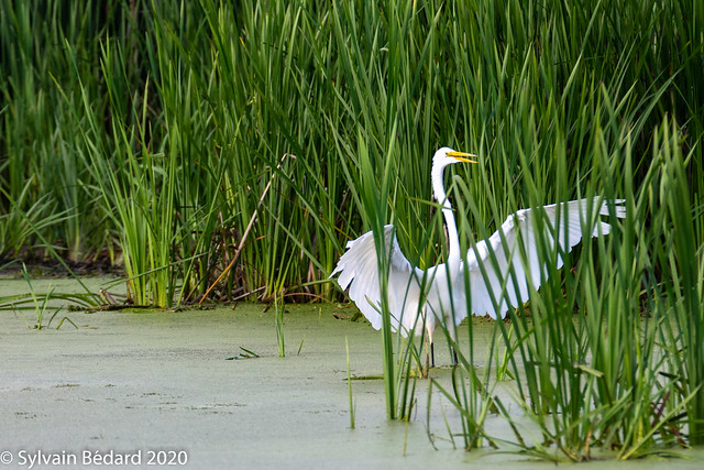 Grande-aigrette à l'approche-6 - Great Egret