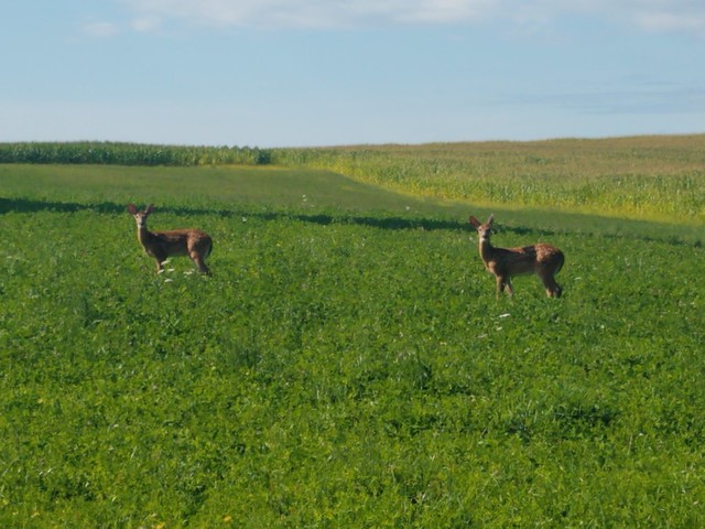 twin_fawns