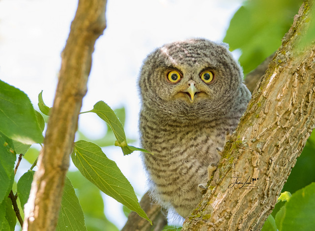 Eastern Screech Owl (Owlet)