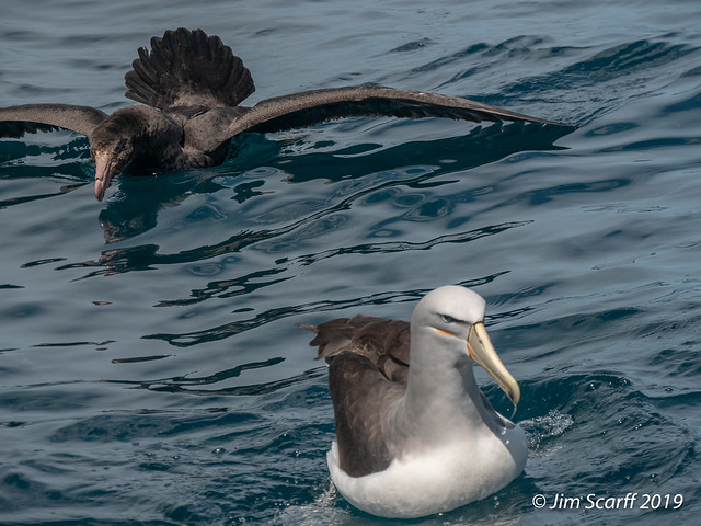 Salvin's Albatross (Mollymawk) and Northern Giant Petrel
