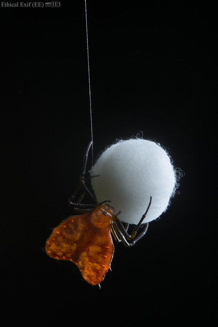 Backlit spiny orb weaver (Micrathena clypeata) building cocoon