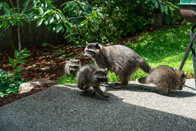 Mom Raccoon and her babies