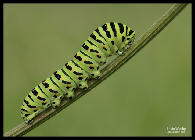 Swallowtail Caterpillar (Explored)