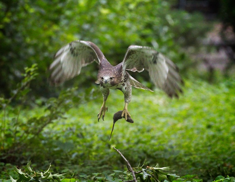 Tompkins Square red-tail fledgling with a rat