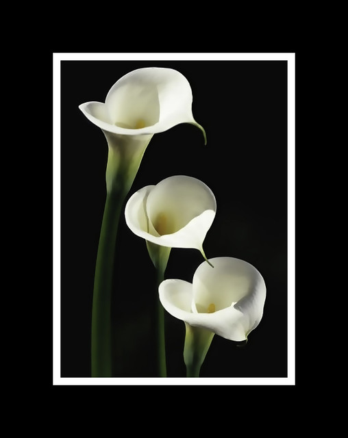 Callas for Dick and Vivien