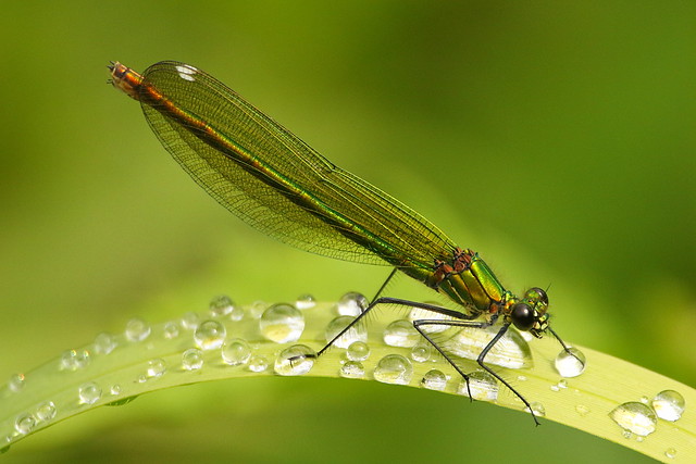 Female Banded Demoiselle at Titchfield Canal, Hampshire
