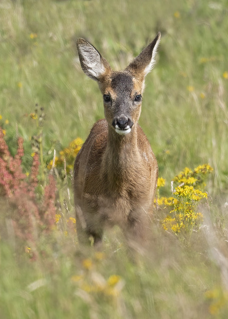 Roe Deer Fawn