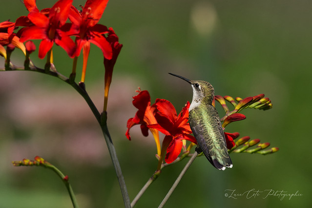 Ruby-Throated Hummingbird / Colibri à Gorge Rubis (F)
