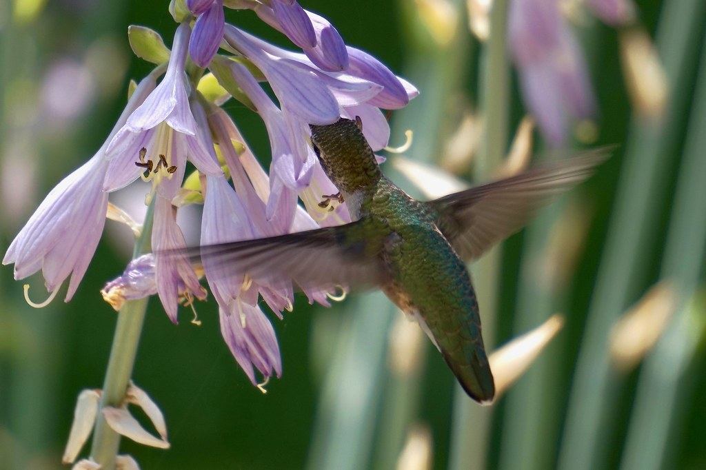 Feasting Hummingbird