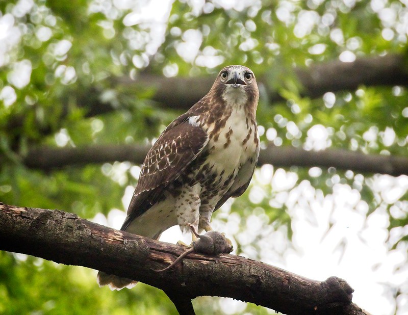 Tompkins Square red-tail fledgling with a rat