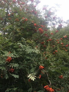 Rowan berries Tring to Berkhamsted via Toms Hill