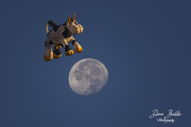 And the cow jumped over the moon!