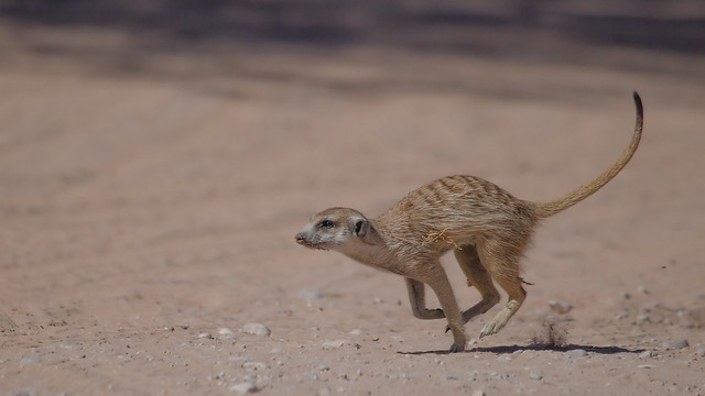 Meerkat at full speed!