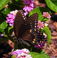0921e Spicebush Swallowtail on Lantana