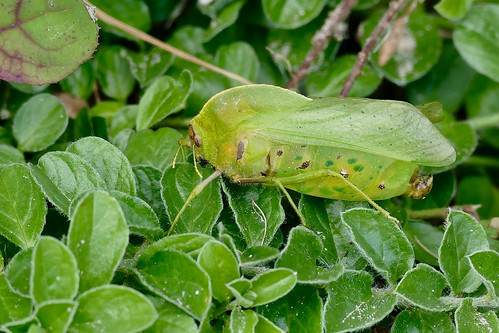 Bladder Grasshopper (Bullacris unicolor) male ...