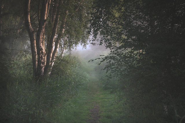 Misty Walk