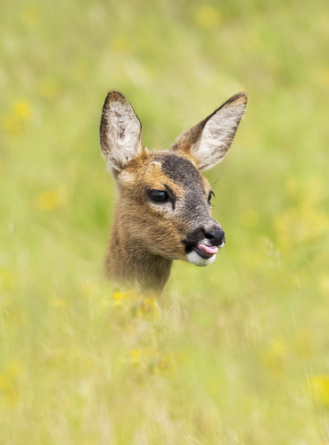 Roe Deer Fawn | by cazalegg