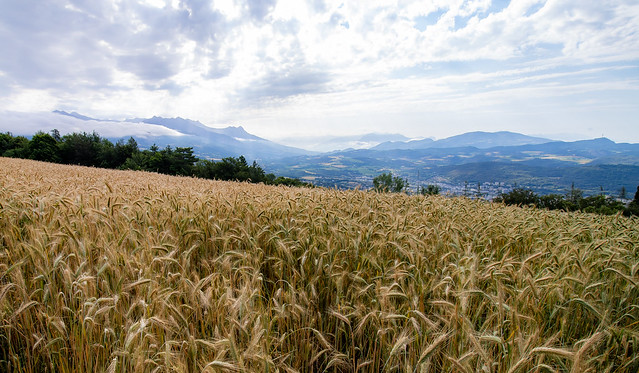 Wheat field over Gap, France