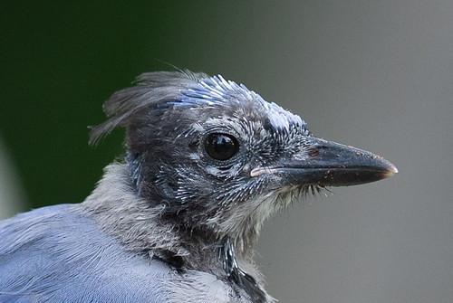 Molting adult Blue Jay