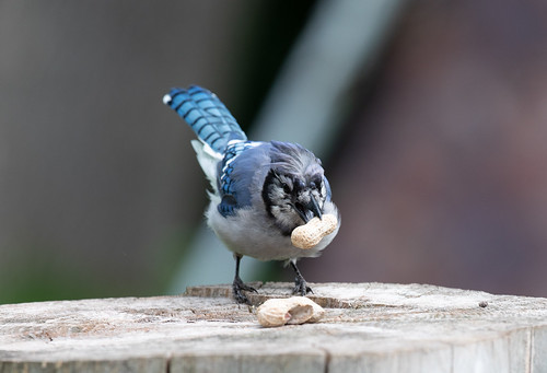Molting adult Blue Jay