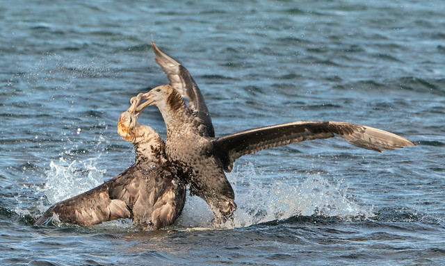 Southern Giant Petrels Fighting for the Best Position for Getting Food, at the Settlement on Saunders Island - Falklands 3