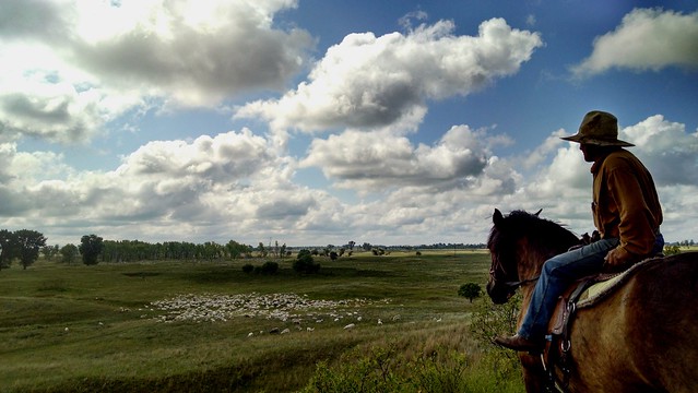 Herder watches over a flock of grazing sheep on the Sheyenne National Grassland in North Dakota