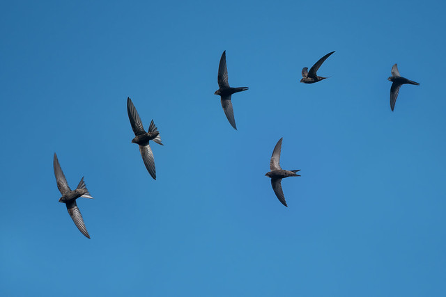 A montage of Swifts