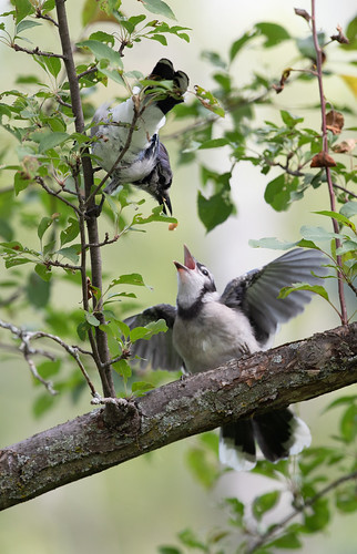 Baby Blue Jay begging from parent