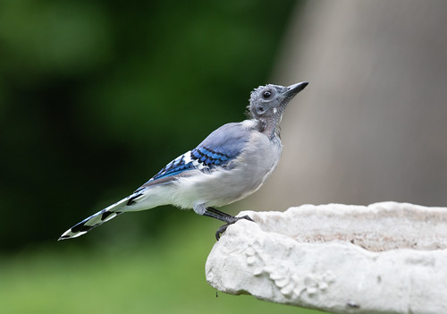 Molting adult Blue Jay