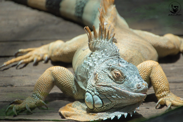 giant iguana