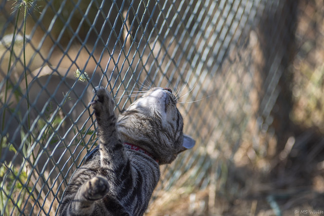Cat days of Summer...don’t fence me in.