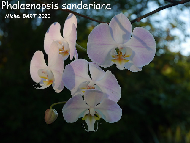 Phalaenopsis sanderiana 50200043722_2650148f6b_z