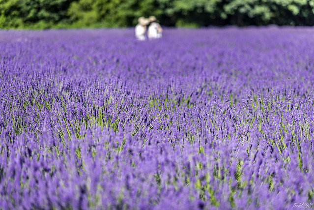 Whispering in a Lavender field