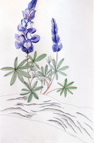 Pencil drawing with watercolour painting of Lupins up on a Manning Park hike up the Three Brothers