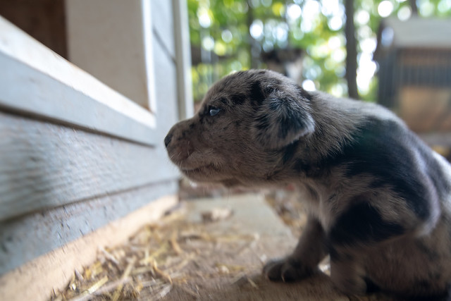 week old newborn terrier puppies browsing around the doghouse