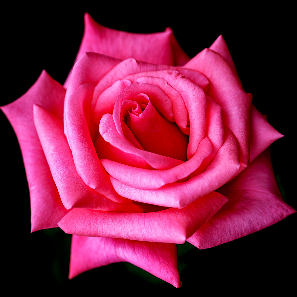 Rose Roos - Pink Rose | arsène monfort | Flickr