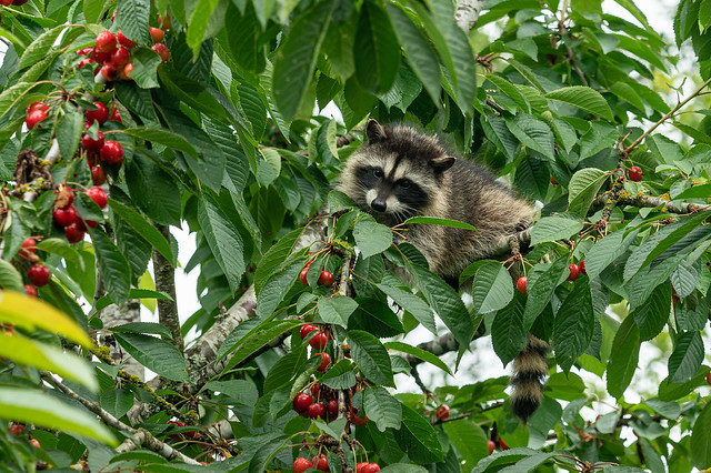 Baby raccoon on cherry tree