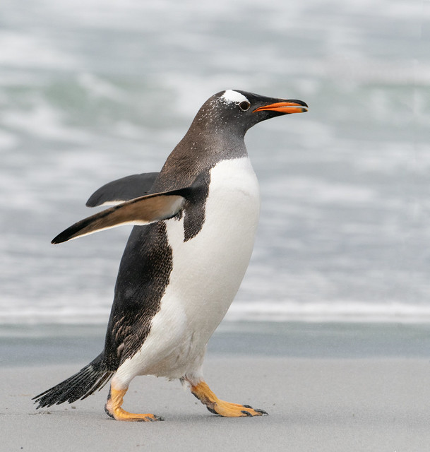 Gentoo Penguin Looking Proud, Arriving back at Colony after Fishing.   Sea Lion island - Falklands 5