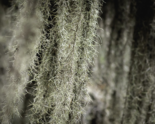 fortbendcounty spanishmoss texas usa image intimatelandscape moss photo photograph f56 mabrycampbell july 2020 july202020 20200720campbellb4a1375 400mm ¹⁄₄₀₀sec iso2000 ef200mmf28liiusm2xiii