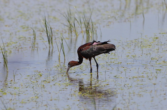 Sort ibis (Glossy Ibis / Plegadis falcinellus)