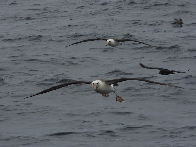 Laysan Albatross (Phoebastria immutabilis)-9006