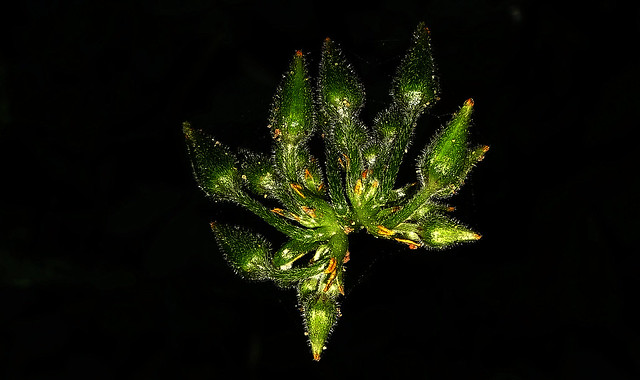 Plant (Macro)