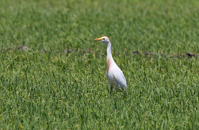 Kohejre (Western Cattle Egret / Bubulcus ibis)